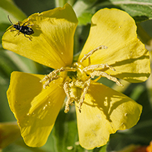 common evening primrose - Featured photo