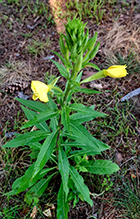 common evening primrose 17
