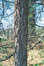 common hackberry