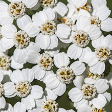 Common yarrow - Featured photo