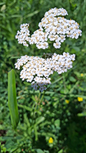 Click to enlarge common yarrow 18