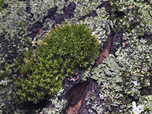 Click to enlarge crisped pincushion 02