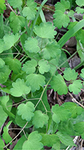 early meadow-rue 11