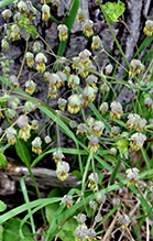 early meadow-rue 12