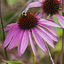 eastern purple coneflower - Featured photo