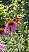 eastern purple coneflower 11