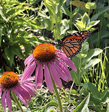 eastern purple coneflower 12