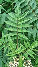 false spiraea 02