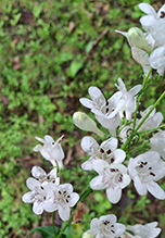 foxglove beardtongue 23