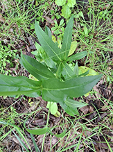 foxglove beardtongue 25