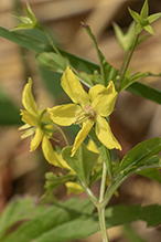 fringed loosestrife 09