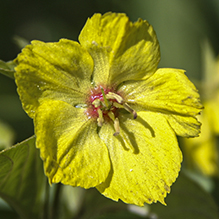 fringed loosestrife