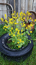 garden yellowrocket 29
