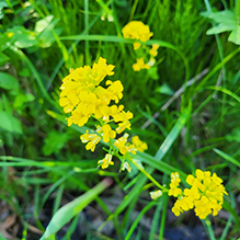 garden yellowrocket 30