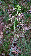 Graham’s rockcress - Featured photo