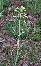 Click to enlarge Graham’s rockcress 02