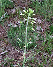 Click to enlarge Graham’s rockcress 03