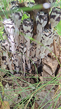 Indianpipe 23