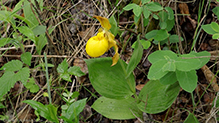 large yellow lady’s slipper 19