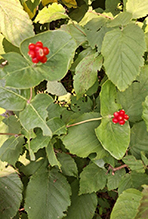 Click to enlarge limber honeysuckle 14