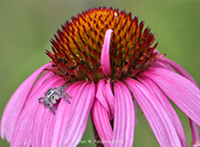 Click to enlarge narrow-leaved purple coneflower 14