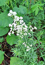 northern bedstraw 12