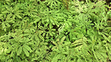 Click to enlarge northern maidenhair 07