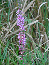 purple loosestrife 23
