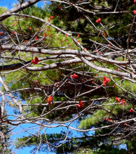 red maple 07