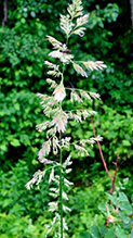 reed canary grass 18