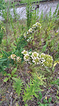 round-headed bush clover 18