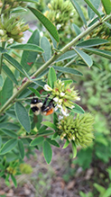 round-headed bush clover 19