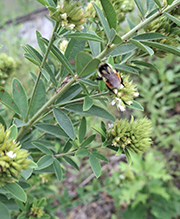 round-headed bush clover 20