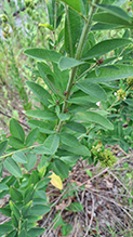 round-headed bush clover 21