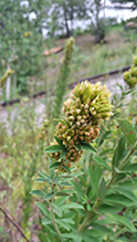 round-headed bush clover 22