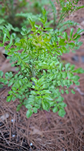Click to enlarge sand bittercress 01