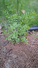 Click to enlarge sand bittercress 02