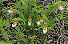 small white lady’s slipper 11