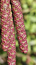 speckled alder 11