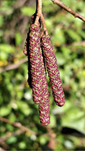 speckled alder 12
