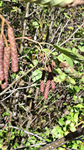 speckled alder 13