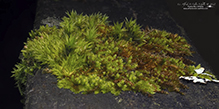starry bristle moss 01