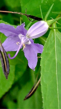 Click to enlarge tall bellflower 18