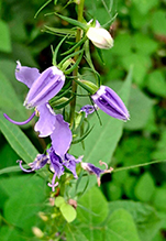 Click to enlarge tall bellflower 19