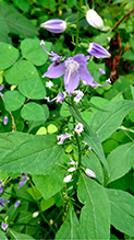Click to enlarge tall bellflower 20