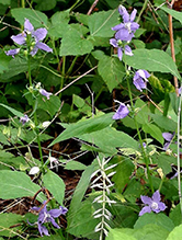 Click to enlarge tall bellflower 21