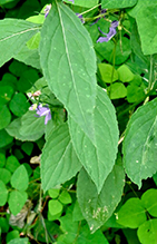 Click to enlarge tall bellflower 22