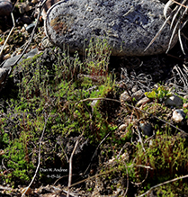 wall screw-moss - Featured photo