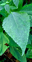 white snakeroot 17