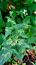 white snakeroot 18